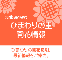 向日葵の開花情報