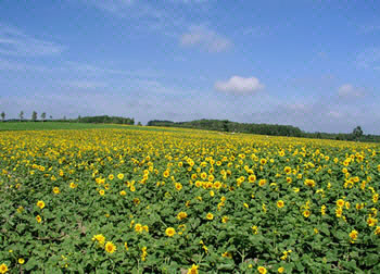 北海道北竜町ひまわりの里