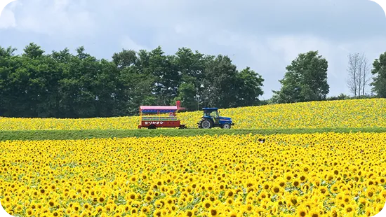 北竜町のひまわり畑