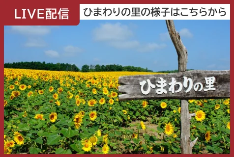 ひまわりの里LIVE配信
